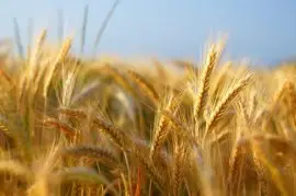 farine di cereali maltati