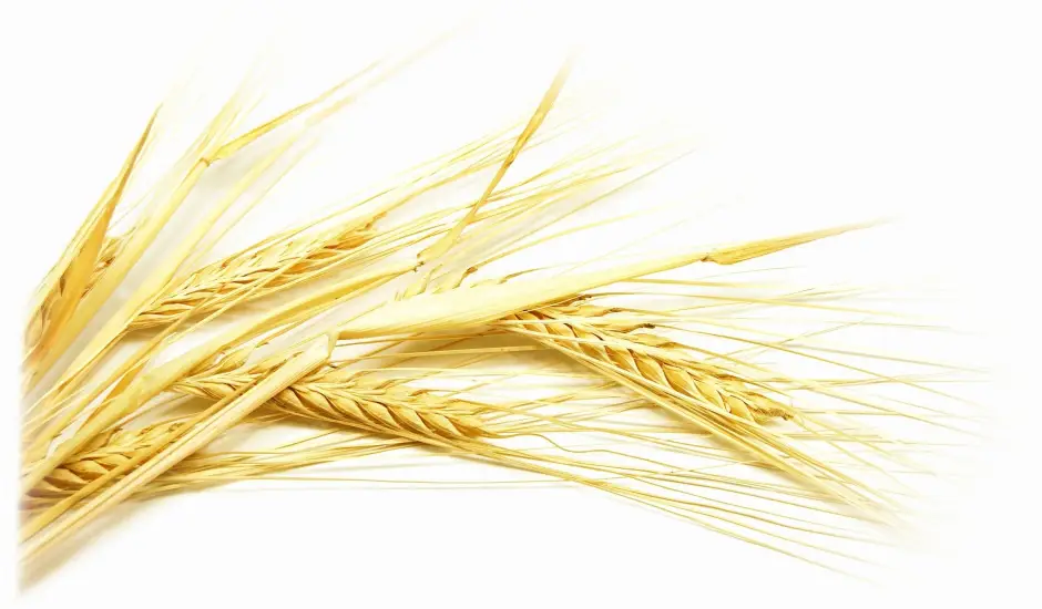 Scopri le farine di cereali maltati